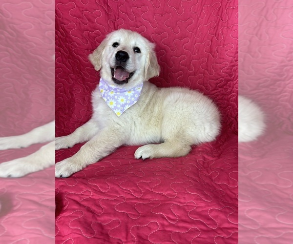 Medium Photo #4 English Cream Golden Retriever Puppy For Sale in GREENFIELD, IN, USA
