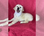 Small #3 English Cream Golden Retriever