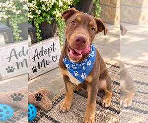 Hennessy - Male Black Mouth Cur-Unknown Mix Dog for Adoption - Photo #3