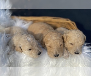 Goldendoodle Puppy for sale in PORTERVILLE, CA, USA