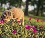 Small Photo #10 Cane Corso Puppy For Sale in BANGS, TX, USA