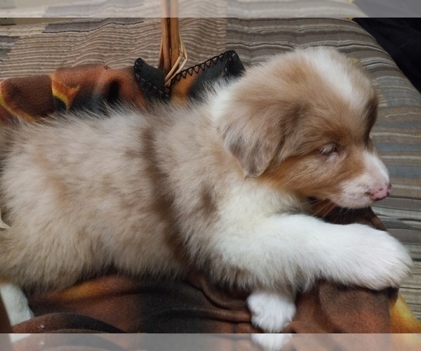 Medium Photo #5 Border-Aussie Puppy For Sale in COOS BAY, OR, USA