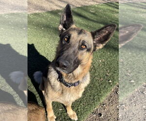 Mutt Dogs for adoption in Leavenworth, KS, USA