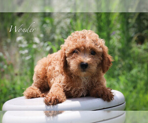 Poodle (Miniature) Puppy for sale in BLUFORD, IL, USA