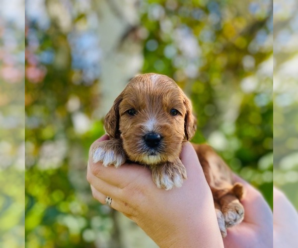 Medium Photo #3 Australian Labradoodle Puppy For Sale in RICHLAND, WA, USA