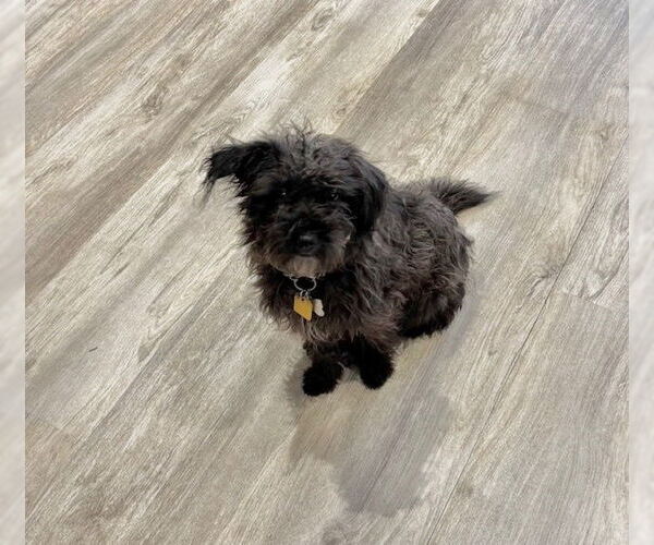 Medium Photo #1 Mutt Puppy For Sale in Plymouth, MN, USA