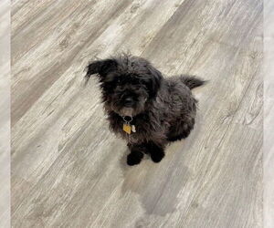 Mutt Dogs for adoption in Plymouth, MN, USA