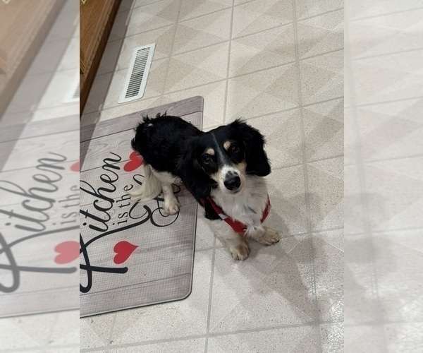 Medium Photo #1 Dachshund Puppy For Sale in INDEPENDENCE, IA, USA