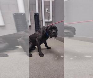 American Pit Bull Terrier-Unknown Mix Dogs for adoption in Las Vegas, NV, USA