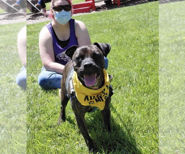 Medium Photo #7 American Staffordshire Terrier-Boxer Mix Puppy For Sale in Germantown, OH, USA