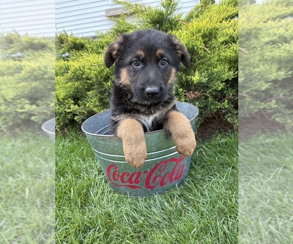 Medium Photo #2 German Shepherd Dog Puppy For Sale in MIDDLEBURY, IN, USA