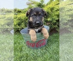 Small #1 German Shepherd Dog