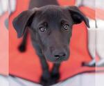 Small #6 Labrador Retriever Mix