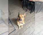 Small #2 German Shepherd Dog Mix