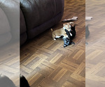 Image preview for Ad Listing. Nickname: Whole litter
