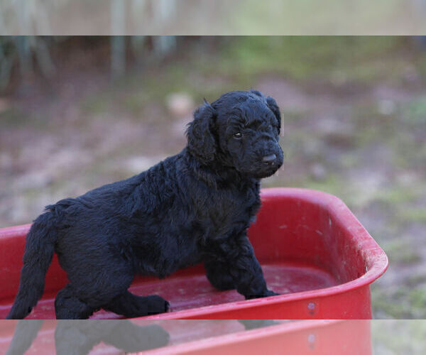 Medium Photo #4 Pyredoodle Puppy For Sale in EATONTON, GA, USA