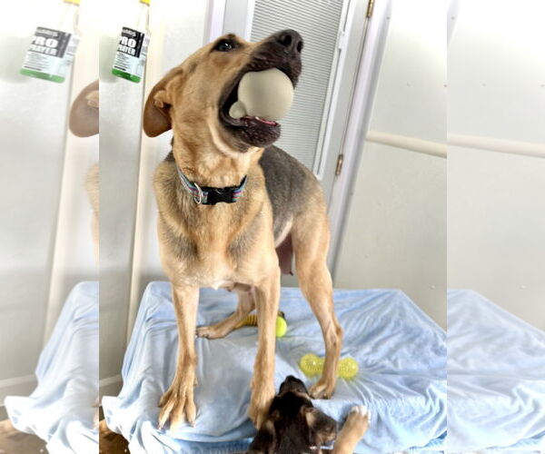 Medium Photo #4 Mutt Puppy For Sale in Estherville, IA, USA