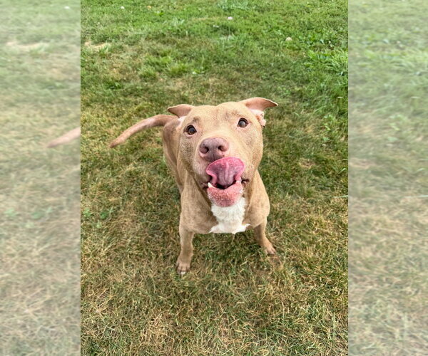 Medium Photo #2 American Staffordshire Terrier-Unknown Mix Puppy For Sale in Pierceton , IN, USA