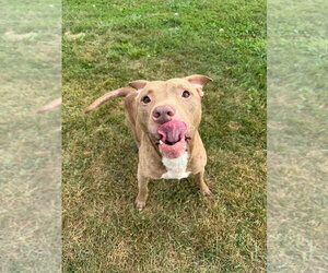 Rooster - Male American Staffordshire Terrier-Unknown Mix Dog for Adoption - Photo #2