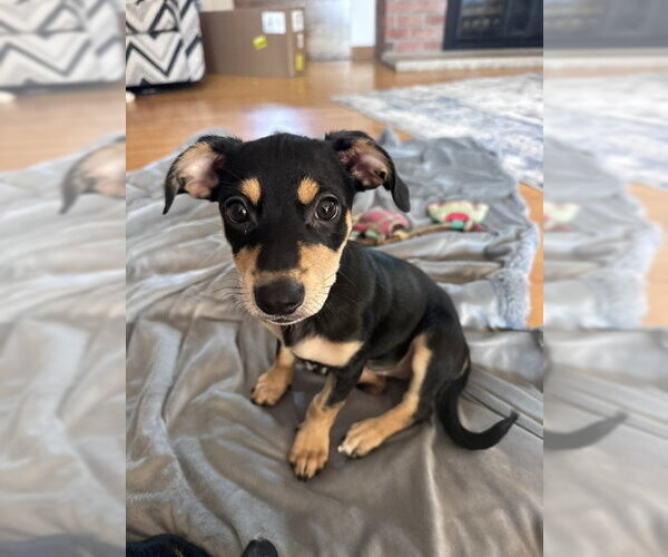 Medium Photo #2 Miniature Pinscher-Unknown Mix Puppy For Sale in Genesee, WI, USA