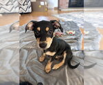 Small #1 Miniature Pinscher Mix
