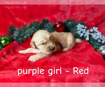 Puppy Red Golden Retriever