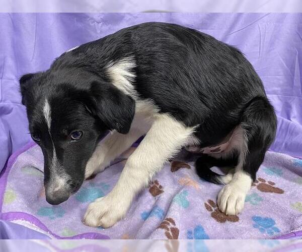 Medium Photo #1 Border Collie-Unknown Mix Puppy For Sale in Modesto, CA, USA