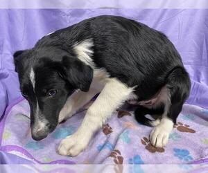 Border Collie-Unknown Mix Dogs for adoption in Modesto, CA, USA