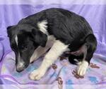 Small Border Collie Mix