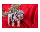 Small Photo #5 Australian Cattle Dog-Catahoula Leopard Dog Mix Puppy For Sale in WELLMAN, IA, USA