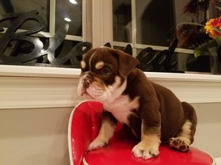 English Bulldog Puppy for sale in CANYON, TX, USA