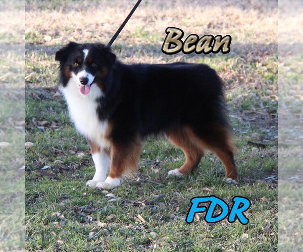 Medium Photo #1 Miniature Australian Shepherd Puppy For Sale in FORESTBURG, TX, USA