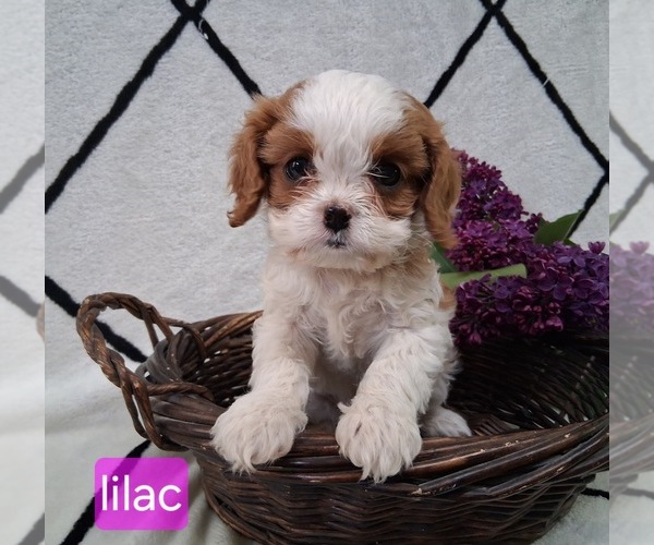 Medium Photo #1 Cavapoo (Miniature) Puppy For Sale in STANLEY, WI, USA