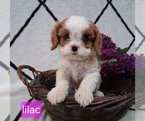 Cavapoo (Miniature) Puppy for sale in STANLEY, WI, USA