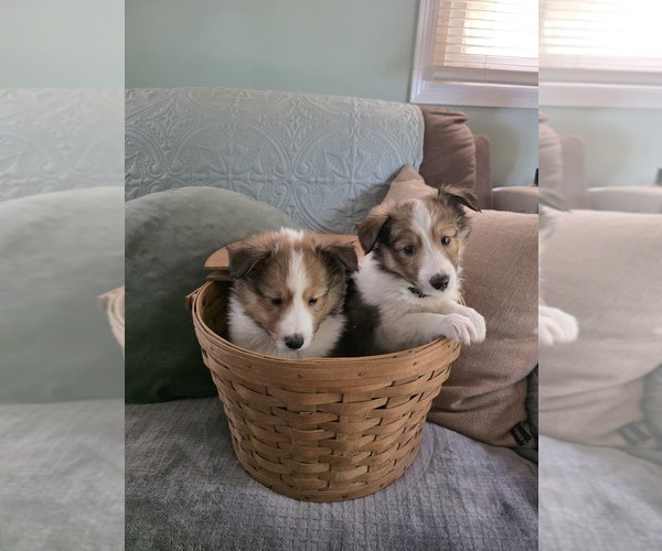 Medium Photo #1 Shetland Sheepdog Puppy For Sale in GEORGETOWN, KY, USA