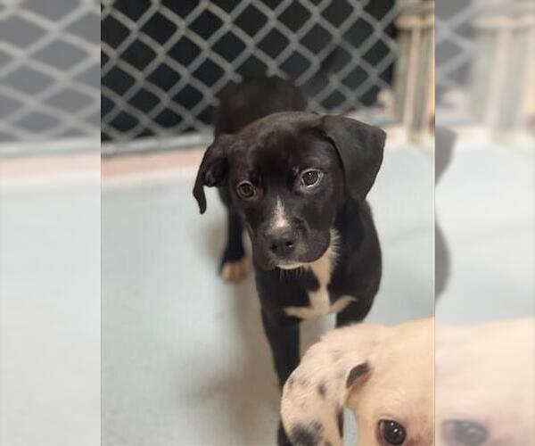 Medium Photo #1 Labrador Retriever-Unknown Mix Puppy For Sale in Tulsa, OK, USA