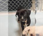 Small Labrador Retriever Mix