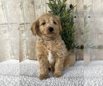 Puppy 1 Goldendoodle (Miniature)
