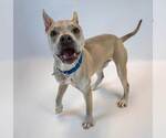 Small #4 Bulldog Mix