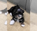 Small #3 Havanese