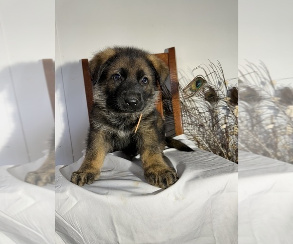 Medium Photo #1 German Shepherd Dog Puppy For Sale in DILLON, SC, USA