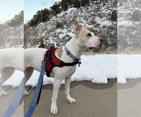 Medium Photo #3 American Staffordshire Terrier-Unknown Mix Puppy For Sale in Aurora, CO, USA