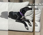 Small #1 American Pit Bull Terrier-Labrador Retriever Mix