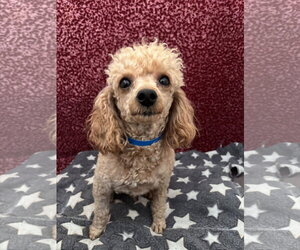 Poodle (Miniature) Dogs for adoption in Pacolet, SC, USA