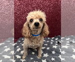 Small Poodle (Miniature)