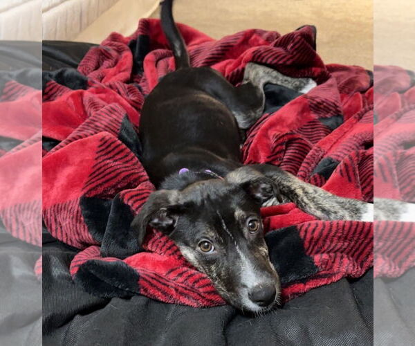 Medium Photo #3 Borador Puppy For Sale in GILBERTS, IL, USA