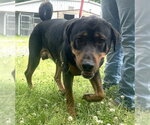 Small #2 Rottweiler Mix