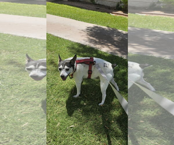 Medium Photo #3 Rat Terrier Puppy For Sale in Chandler, AZ, USA