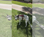Small #2 Rat Terrier