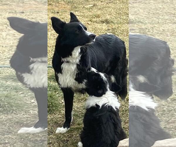 Medium Photo #5 Border Collie-Unknown Mix Puppy For Sale in Incline Village, NV, USA